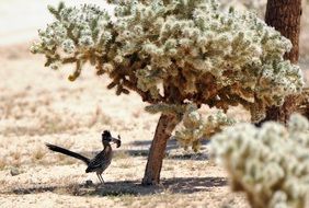 The roadrunner is a fast-running ground cuckoo