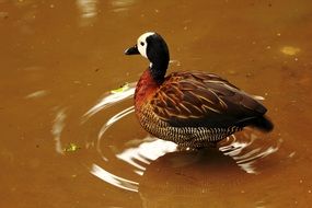 Picture of the waterfowl
