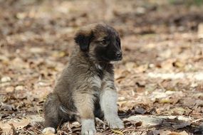 Young Puppy