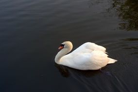 graceful swan in the lake