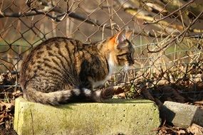 domestic mackerel cat outdoors
