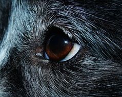Eye Dog macro