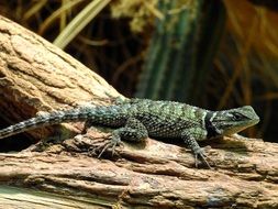 lizard on the old tree trunk