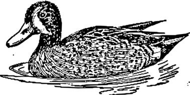 Black and white duck in the water clipart