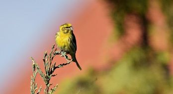 tiny bird on the grass