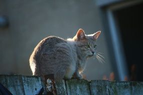 red cat in the evening rays