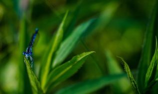 bright blue dragonfly on a green bush