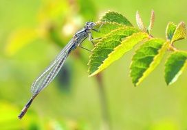 Enallagma cyathigerum, common blue damselfly on green leaf close up