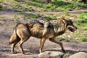 ravenous wolf is on the road