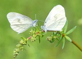 Whites Butterflies