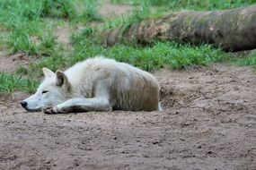 White wolf in a zoo berlin