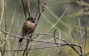 perched bird in spring