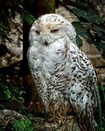 glamorous Snowy Owl