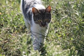 the cat is walking on the green grass on a sunny day