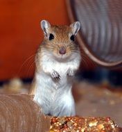 little gerbil in a cage