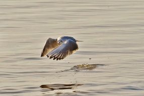 Seagull flies over Lake Constance