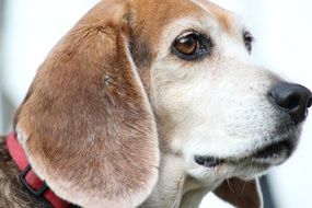 Beagle, Dog portrait