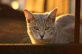 bright cat with green eyes close up