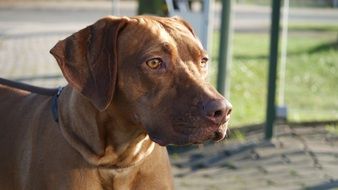 Ridgeback Dog close-up on blurred background