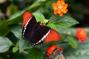 closeup photo of Siproeta epaphus or Rusty Tipped Page Butterfly