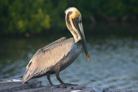 pelican on a stone on the coast