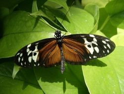 amazing butterfly on the green leaf