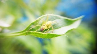 light spider on a green leaf close-up