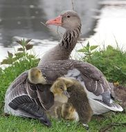 ducklings in mother plumage on green grass
