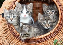 kittens in a basket