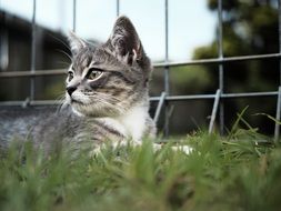 Cat Cute grey