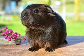 guinea pig with smooth hair on the table