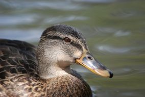 brown duck is swimming in water