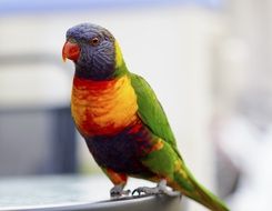 beauty bird in Australia