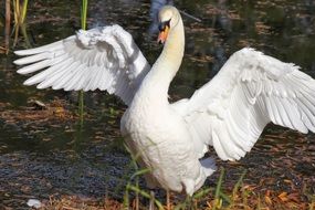 White Swan as a wonderful and beautiful Wild bird