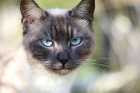 wonderful and beautiful Siamese Cat