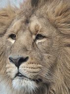 the head of a huge lion