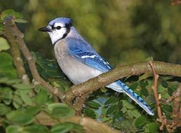 blue jay in wildlife