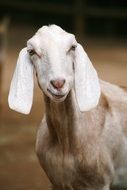 cute domestic goat with big ears