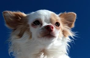 portrait of a sweet chihuahua