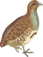 perfect beautiful Partridge bird