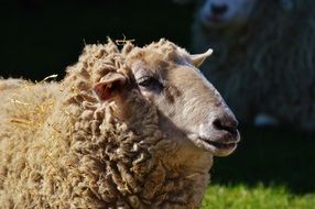 sheep with curly hair in a meadow
