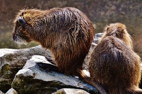wet nutria couple