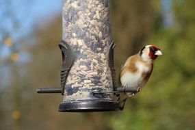 Goldfinch sitting on Birdfeeder