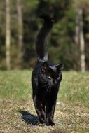 stately Black Cat among nature