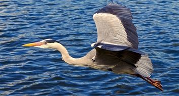 Grey Heron Bird