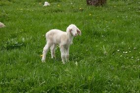 young lamb in the spring meadow
