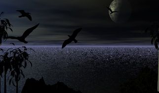 Birds Ocean
