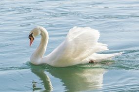 beautiful swan swimming on water