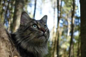 photo of the cat in a forest