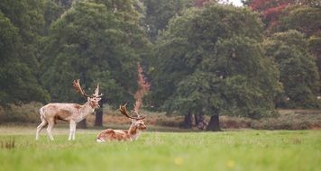 Deers near the trees